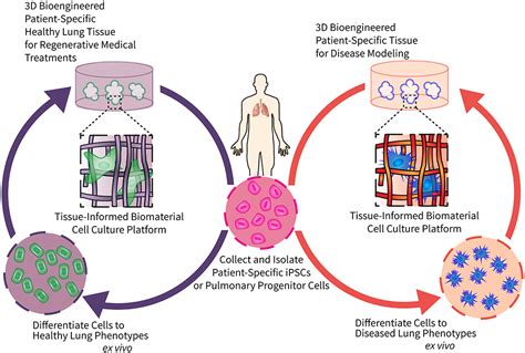  Elastin-En Avancerad Biomaterial för Vävnadsregenerering och Medicinska Implantat!