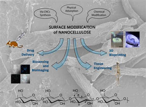  Nanocellulosa - Den revolutionerande nykomlingen i avancerad biokompatibilitet och hållbar medicinsk teknik!