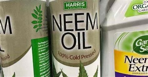  Neem Oil - Ett Naturligtalternativ för Korrosionshinder och Vätebarriärer!