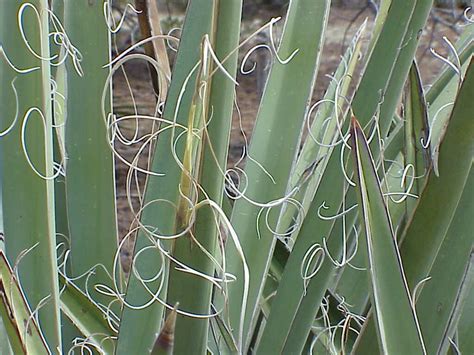 Yucca Fiber Tillverkning & Egenskaper! En djupdykning i en naturlig textilfibrers potential.